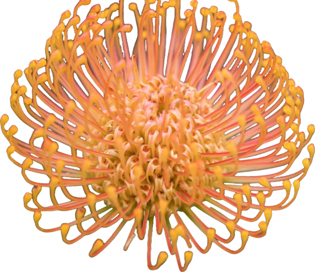 A pincushion protea