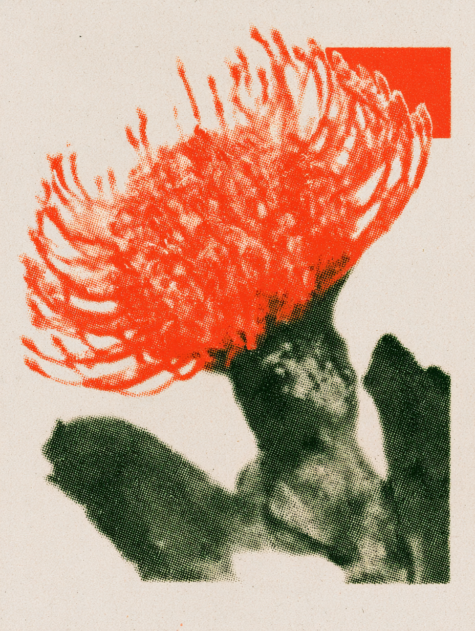 Orange king protea in a textured risograph print
