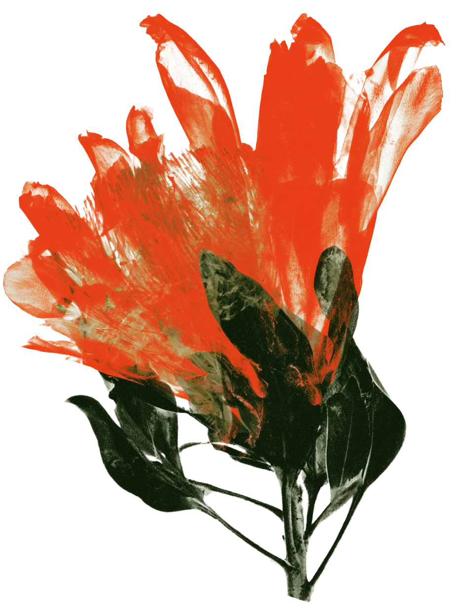 Expressive orange protea with deep green leaves